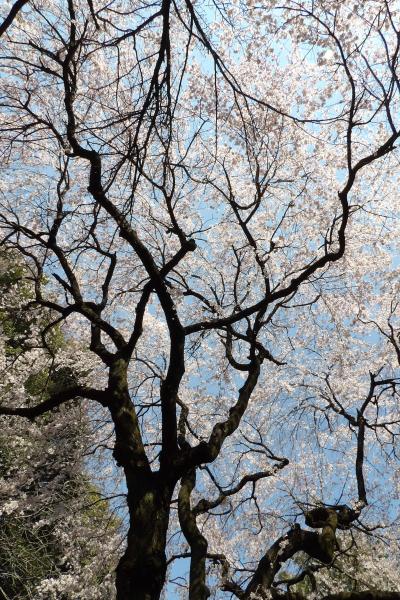 東京国立博物館・日本庭園の桜－2017年