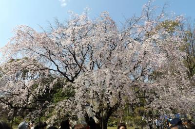 六義園の枝垂れ桜－2017年