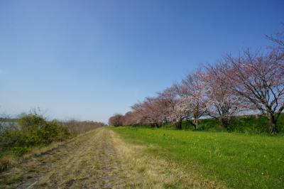 背割堤の桜