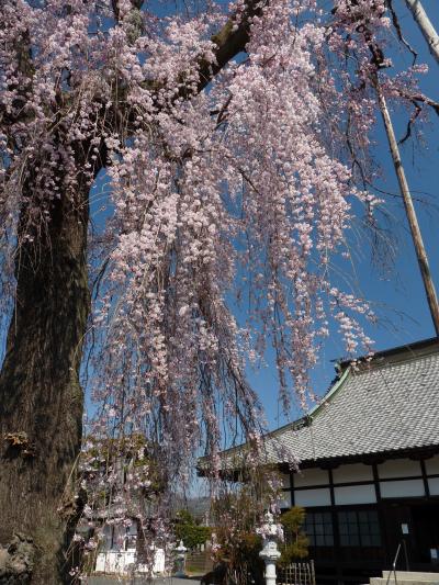 満願寺のシダレザクラ_2017（3）_見頃になりました。（栃木県・佐野市）