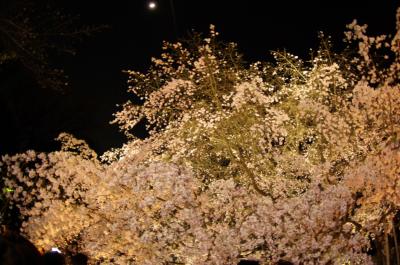 やっと桜が咲いた飛鳥山