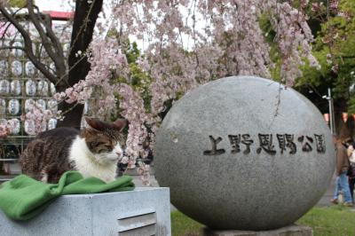 2017年　ほぼ満開☆上野恩賜公園～猫ちゃんもお花見＆ペリカンのロールパンをGET!～※夜桜を追加しました♪