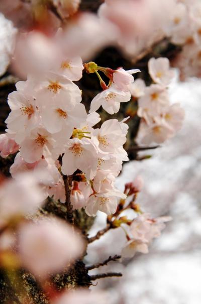 橋本花散歩へ～放生川さざなみ公園（安居橋）1