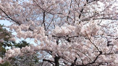 新宿御苑、満開の桜が待ってました！