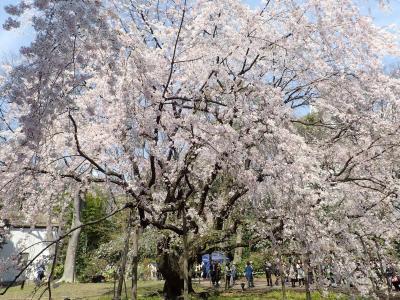 ぶらりぶらりの花見の散歩