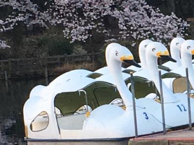 井の頭公園～早朝花見散歩-男前スワン発見