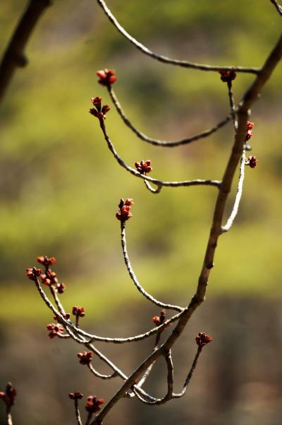 神戸市立森林植物園に春の息吹を求めて