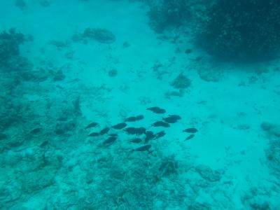 中学生と行くプーケット・バンコク旅行（２）シミラン諸島　その１