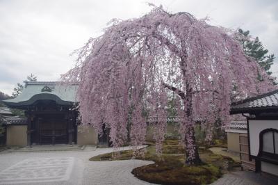 京都　高台寺・円山公園で満開の枝垂れ桜に魅せられて　2017