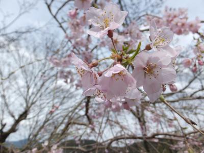桜といちご狩りと温泉のバスツアーに、藤原宮跡は満開だが吉野山は