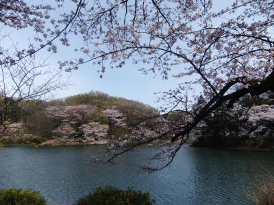 満開のさくら三ツ池公園