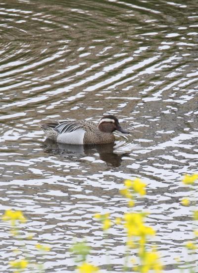 野鳥撮影記録（２０１７年４月）その３