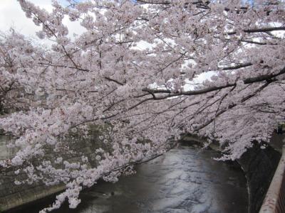 恩田川でお花見