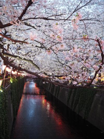 ライトアップされた目黒川沿いをちょこっと散歩♪　2017夜桜お七☆　　