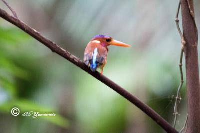 ウォーレシア探鳥記（スラヴェシ島編）