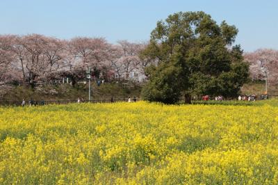 権現堂の桜堤