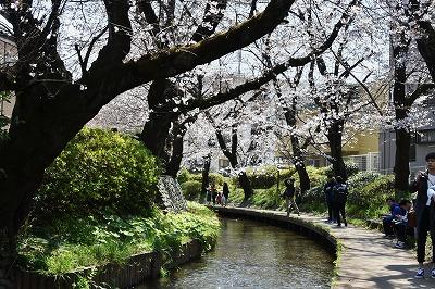 さくら咲く二ヶ領用水と久地円筒分水を歩いて