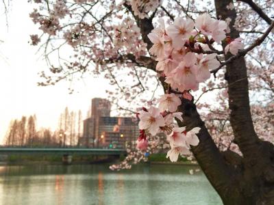 2017年　桜之宮公園の桜