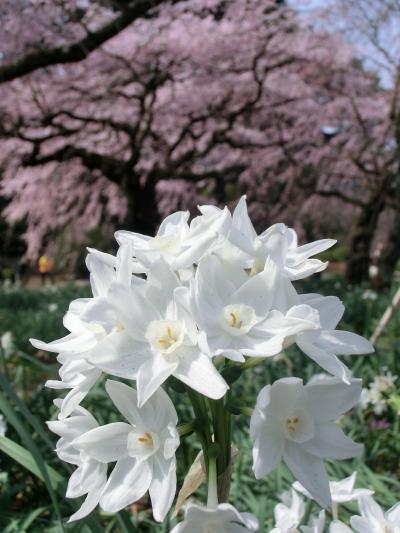 新宿御苑で桜を堪能♪～２０１７～