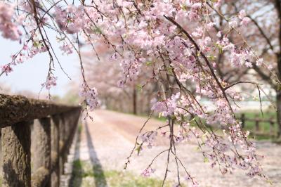 桜ネックレス -- 桜を訪ねて（2016年の桜の記録）