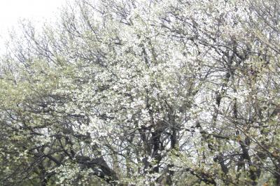 旧鎌倉道の尾根道に大島桜の桜並木