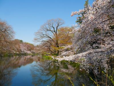 青空に桜咲く＠出勤前の井の頭公園2017