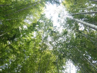 小町通りを避けて静かな鎌倉をゆっくり、じっくり♪