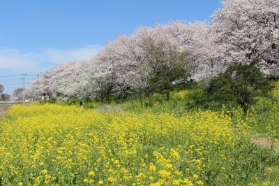 桜と菜の花の競演を求めて、埼玉吉見のさくら堤公園へ