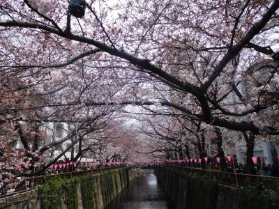 東京２０１７桜　【１】目黒川