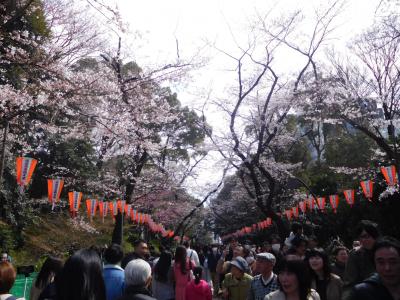 東京２０１７桜　【２】上野公園