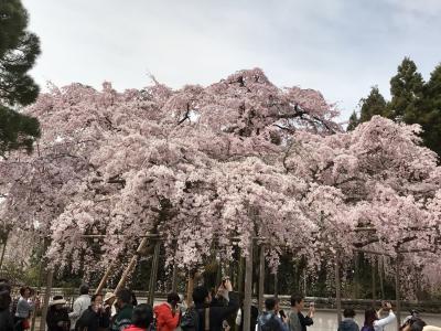 大阪に宿泊して、京都へ桜を見に。