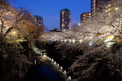 2017年04月  東京（神田川、上野、北の丸公園、隅田川）の桜を求めて
