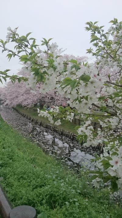 2017年川越の桜
