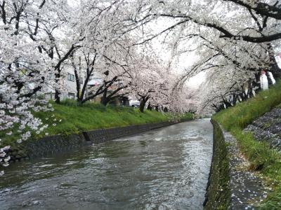 太鼓番を押せれる五条川の桜