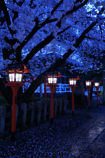 京都　桜めぐり～六孫王神社、本法寺、水火天満宮、上品蓮台寺、千本釈迦堂