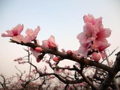 江蘇省　蘇州・お花見旅　桜・桃・