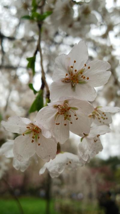 2017・4春の桜、雨の京都