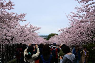 春の京都　今年の花見は曇りのち雨