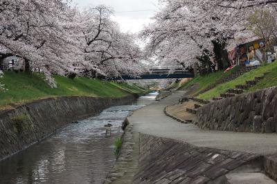 今年の花見は奈良へ　高田千本桜と石上神宮外苑