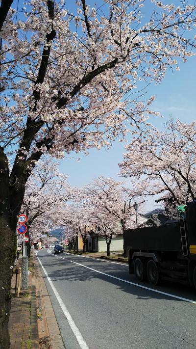 2017年  谷汲山で花見