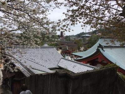 桜満開！春の安芸の宮島（日帰り）