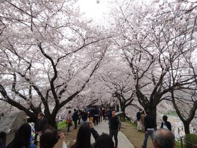 2017年4月 淀川河川公園背割堤の八幡桜まつりと石清水八幡宮