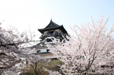 桜満開の現存天守の国宝「犬山城」