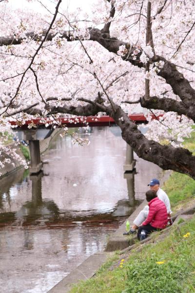 １日で巡った桜の名所めぐり♪　名古屋城＆五条川