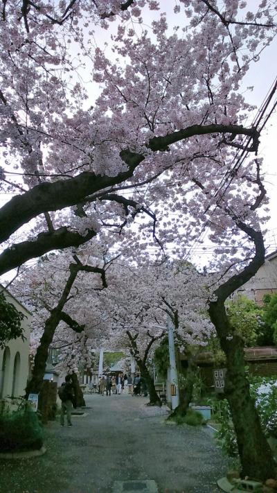 地元でチューリップと桜