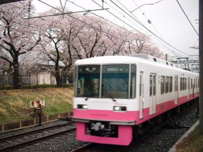 新京成電車と桜のコラボ　２０１７