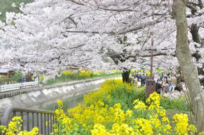 京都の桜を満喫　琵琶湖疏水を散歩