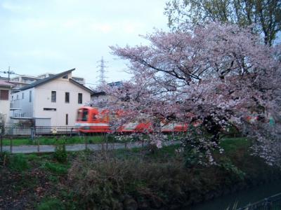流鉄と桜のコラボ　２０１７