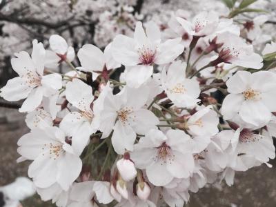 桜満開！福岡の愛宕神社へ
