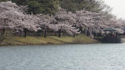 新海池（にいのみいけ）公園の桜が満開でした。